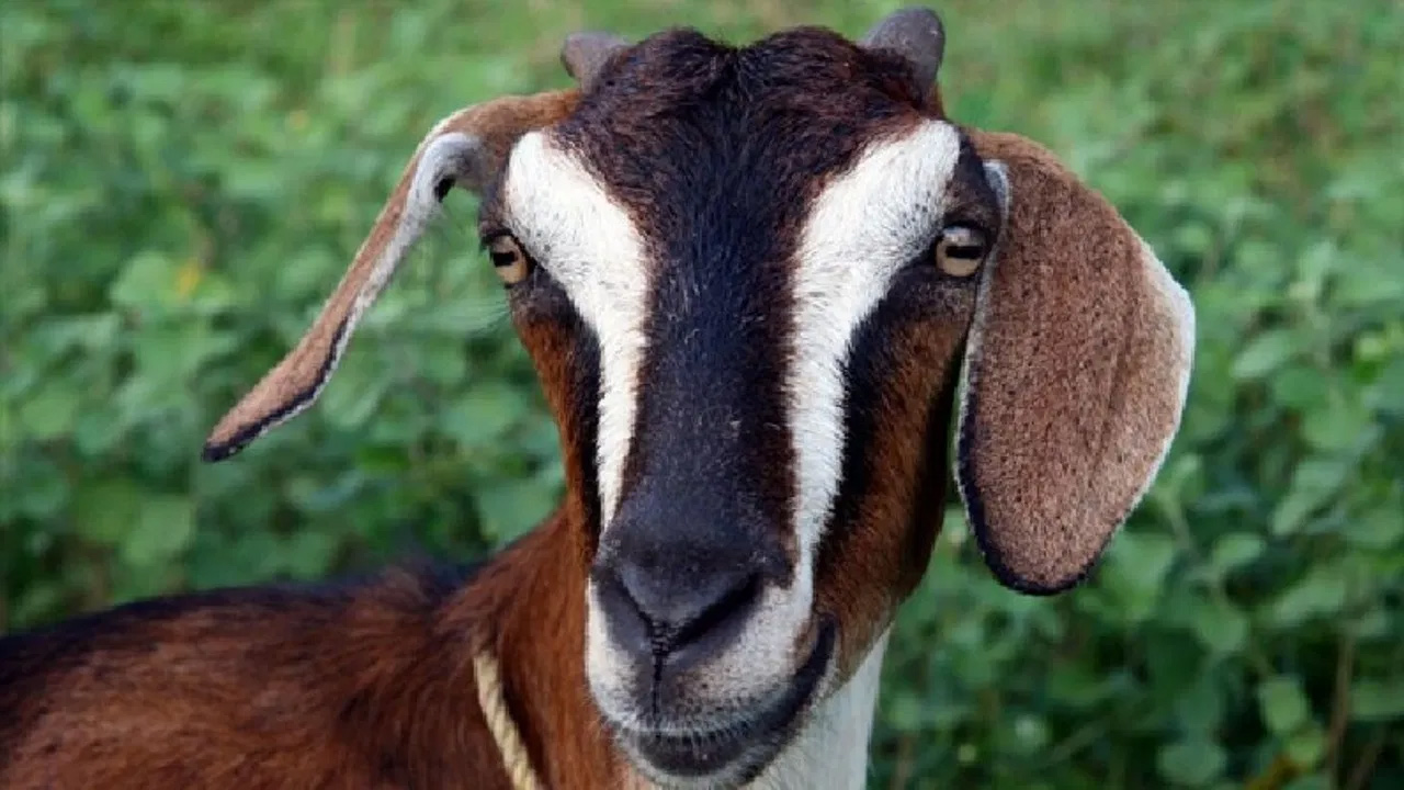 Goat Farming