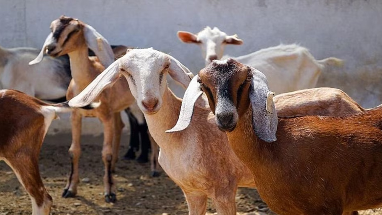 Dairy Farming