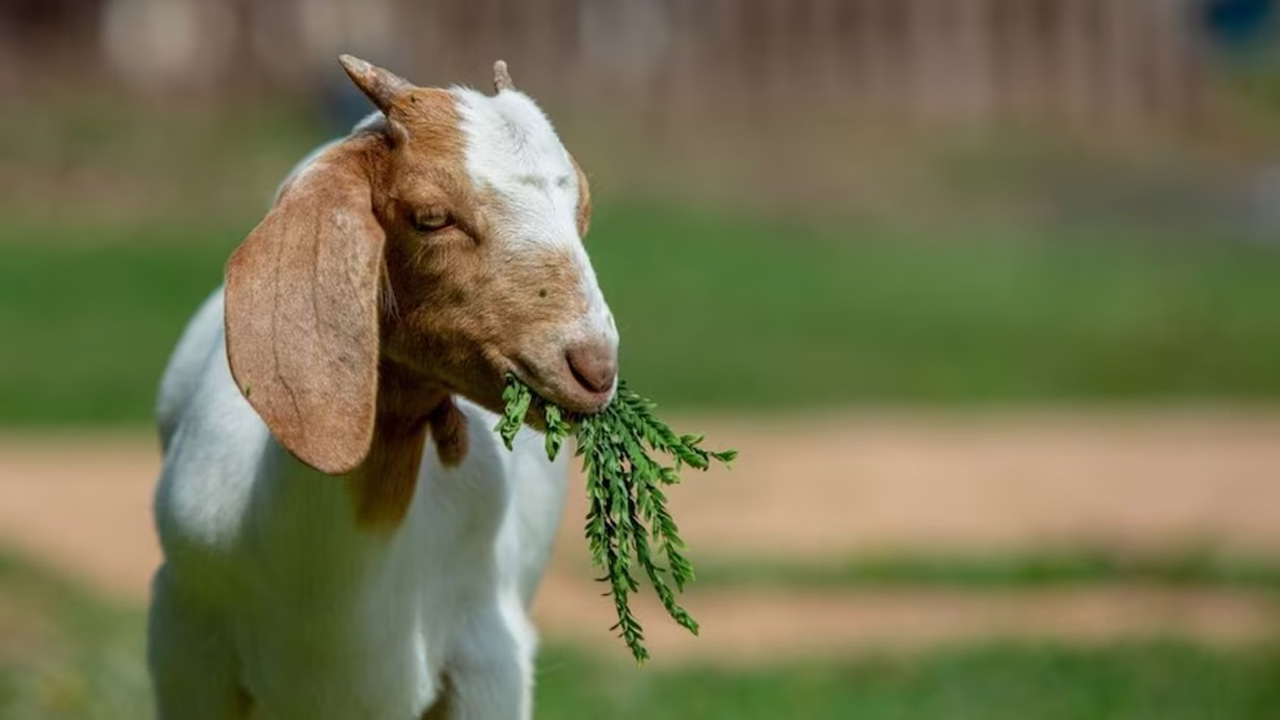 Agriculture