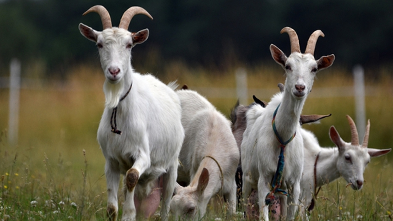Mixed Farming