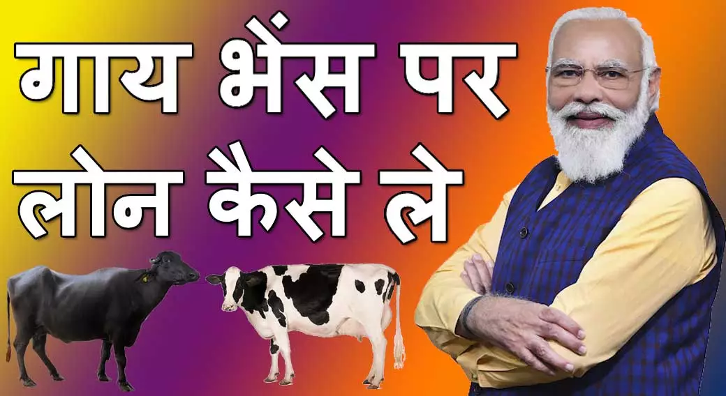गाय भेंस पर लोन कैसे ले 2024 Gaay Bhanis Par Loan Kaise Le