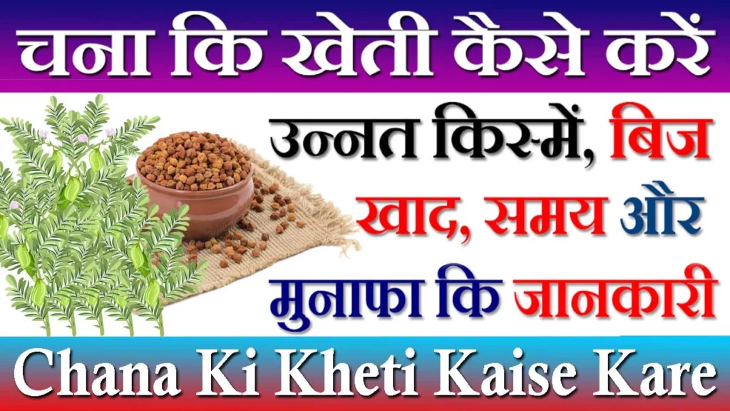 Chana Ki Kheti Kaise Kare, चने की खेती में कौन सा खाद डालें, Chana Ki Kheti Kaise Hoti Hai, चने की खेती कब करें, चने की फसल में यूरिया कब देना चाहिए, Chana Ki Kheti Ka Samay, चने की बीज दर, चना की खेती pdf, चने की फसल में सिंचाई कब करें, Chana Ki Kheti In Hindi, चने की फसल कितने दिन की होती है, Chana Ki Kheti Kab Ki Jati Hai, चना की खेती की जानकारी, चना की खेती का समय, Chana Ki Kheti Me Khad, चना की खेती कैसे होती है, चना की खेती कैसे करें