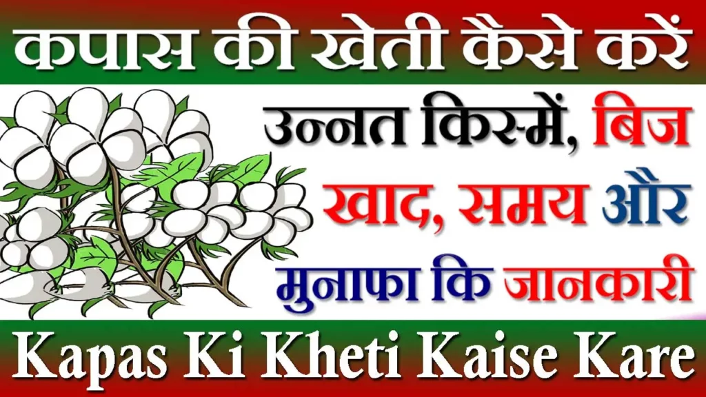 Kapas Ki Kheti Kaise Kare, कपास की खेती कैसे करें, Cotton Farming, कपास कि खेती की पूरी जानकारी, कपास की खेती कहां करें, कपास की खेती PDF, Kapas Ki Kheti Kab Hoti Hai, कपास की खेती राजस्थान, Kapas Ki Kheti In Rajasthan, कपास की खेती मध्य प्रदेश, कपास की खेती में कौन सा खाद डालें, Kapas Ke Bhav, कपास की खेती कितने दिन में तैयार हो जाती है, Kapas Ka Bij, कपास कि किस्में, Kapas Ki Kheti In Hindi, कपास कि फसल का समय, Kapas