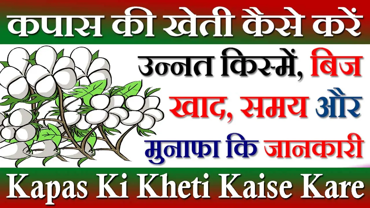 कपास की खेती कैसे करें Kapas Ki Kheti Kaise Kare 2024 | कपास कि उन्नत किस्में, खाद, दवा, कब और कहां करें कि पूरी जानकारी