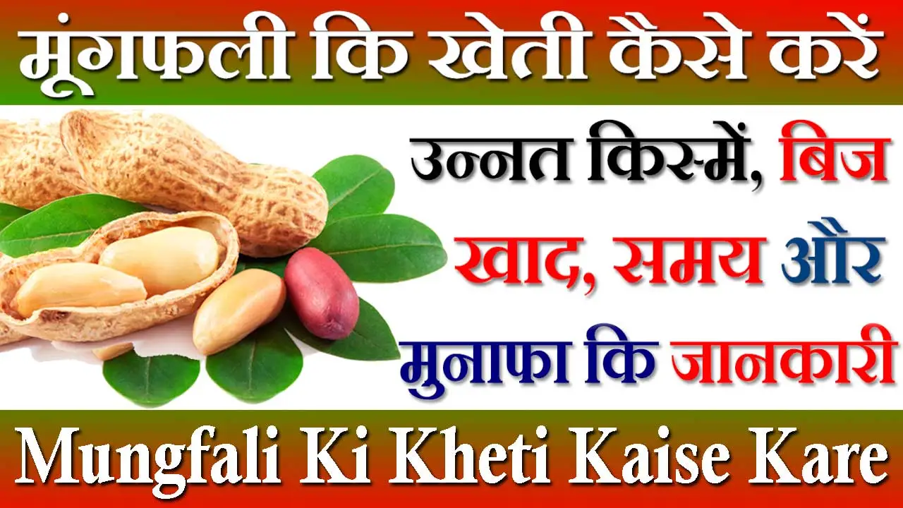 मूंगफली की खेती कैसे करें Mungfali Ki Kheti Kaise Kare 2024 | मूंगफली कि खेती कब और कहां करें कि पूरी जानकारी जाने