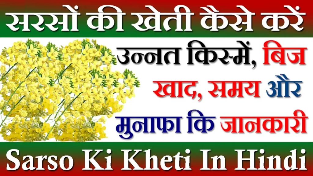 Sarso Ki Kheti Kaise Kare, सरसों की खेती कैसे करें, Sarso Ki Kheti In Hindi, सरसों की खेती का समय, Sarso Ki Kheti Kab Hoti Hai, पायनियर सरसों की खेती, हाइब्रिड सरसों की खेती, Sarso Ki Kheti PDF, सरसों की अधिक पैदावार के लिए क्या करें, सरसों की खेती के लिए जलवायु, Sarso Ki Kheti, काली सरसों की खेती कैसे करें, Sarso Ki Kheti Me Khad, 60 दिन में पकने वाली सरसों, सरसों की सबसे अच्छी किस्म कौन सी है, सरसों की खेती का तरीका