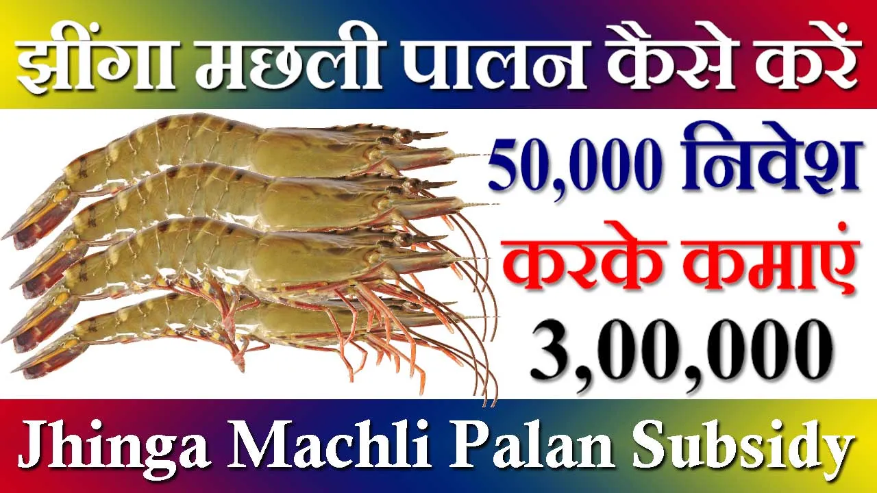 झींगा मछली पालन कैसे करें पूरी जानकारी जाने और कमाएं 30 लाख रुपए | Jhinga Machli Palan 2024