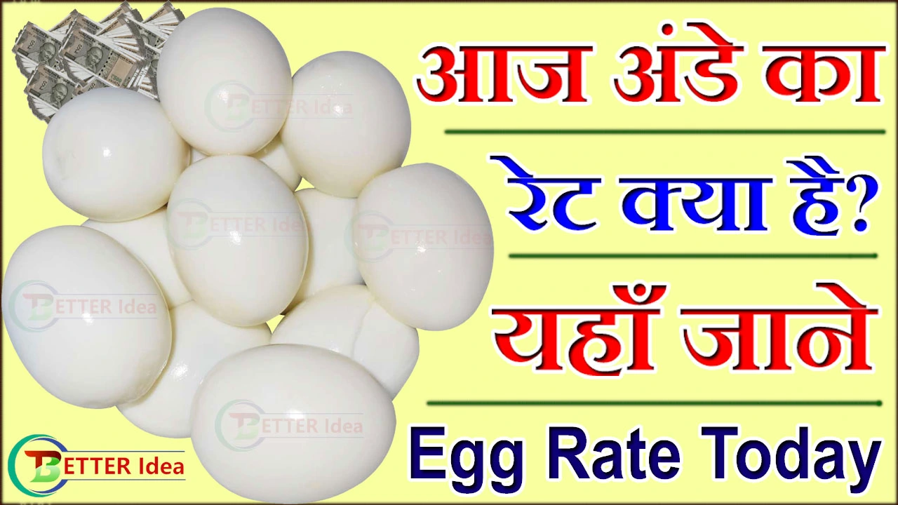 Egg Rate Today 2024: आज अंडे का रेट क्या है यहाँ जाने अपने कीमतें